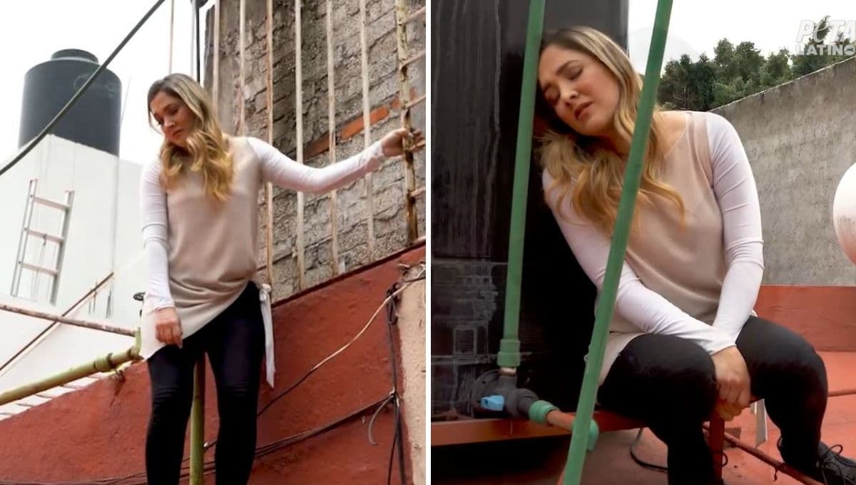 Sherlyn expone el infierno que viven los perros que dejan en las azoteas
