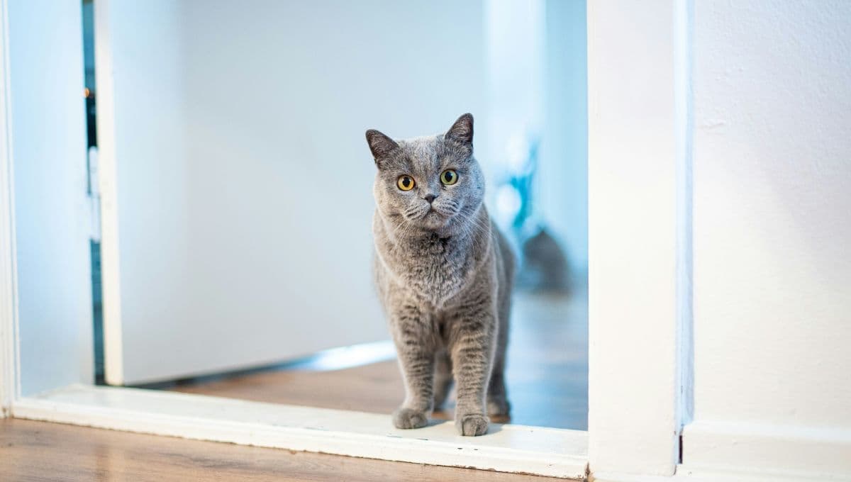 La razón por la que a los gatos no les gustan las puertas cerradas