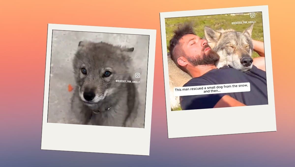 Hombre rescató a cachorro lobo de la nieve y ahora es su mascota