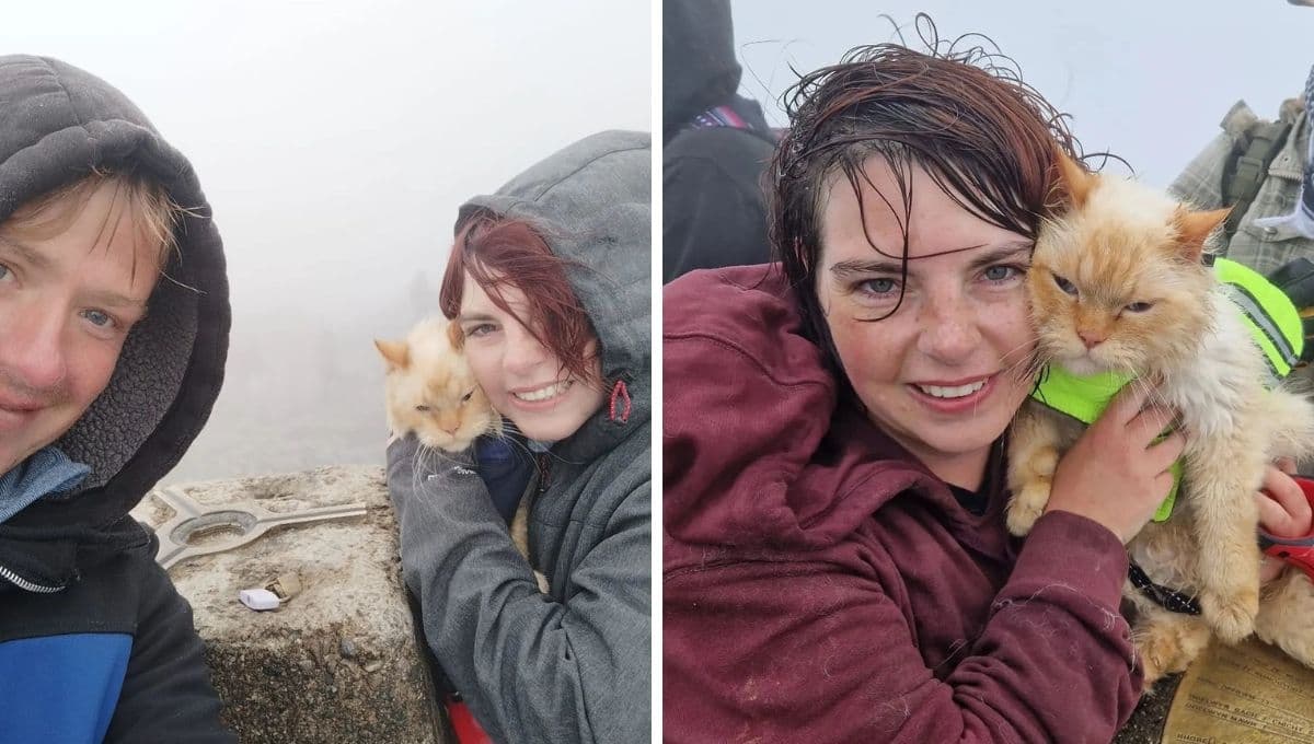 Conoce a Luis, el gato alpinista que ha escalado las montañas más altas del mundo