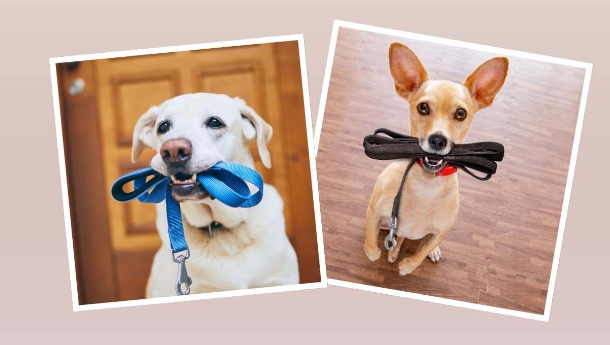 Las cosas que necesitas para sacar a pasear a tu perro a la calle