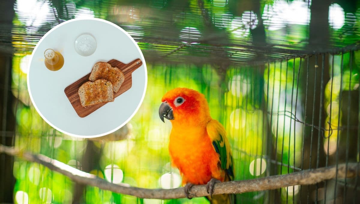 ¿Los periquitos australianos pueden comer pan?