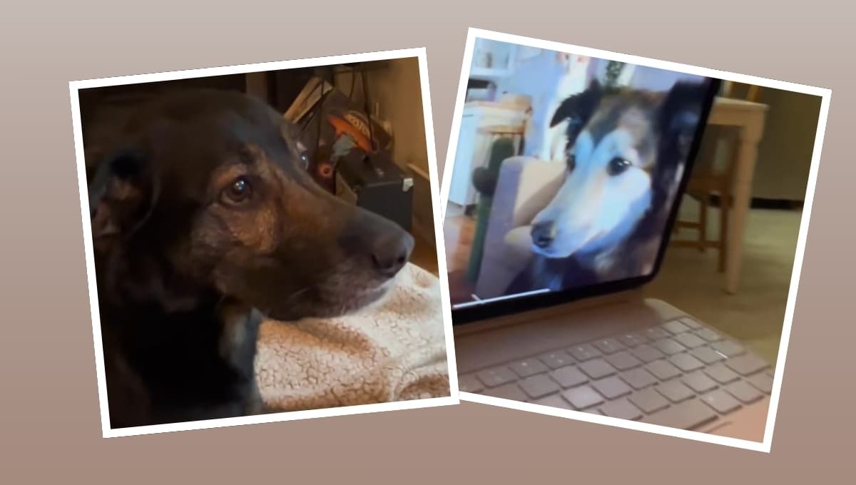 Perros protagonizan videollamada y se hace viral