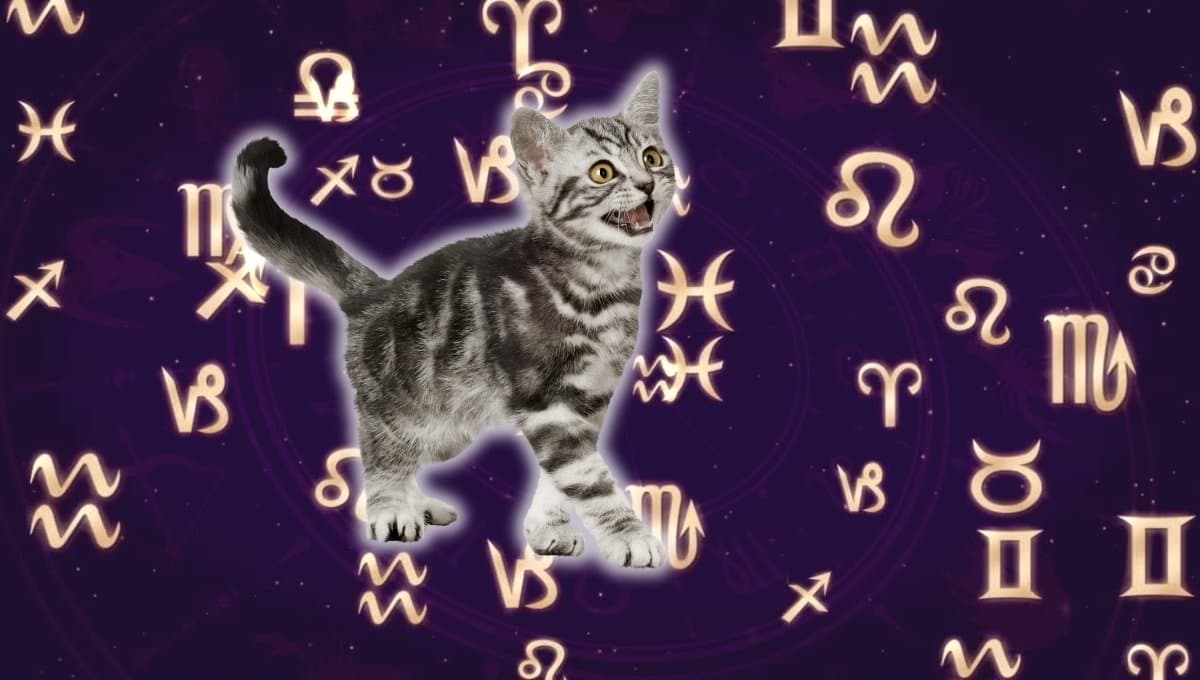 Horóscopo de tu gato: Las predicciones para tu michi hoy jueves 5 septiembre