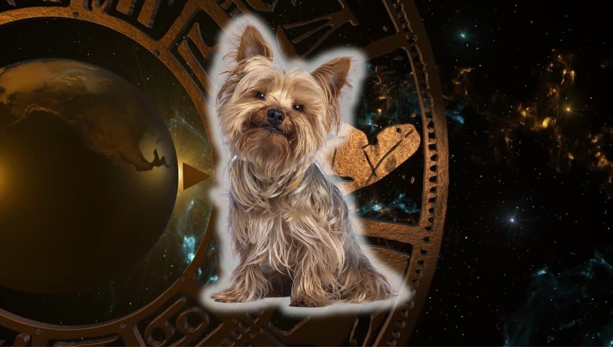 Horóscopo de tu perro: Las predicciones para tu lomito hoy jueves 5 septiembre