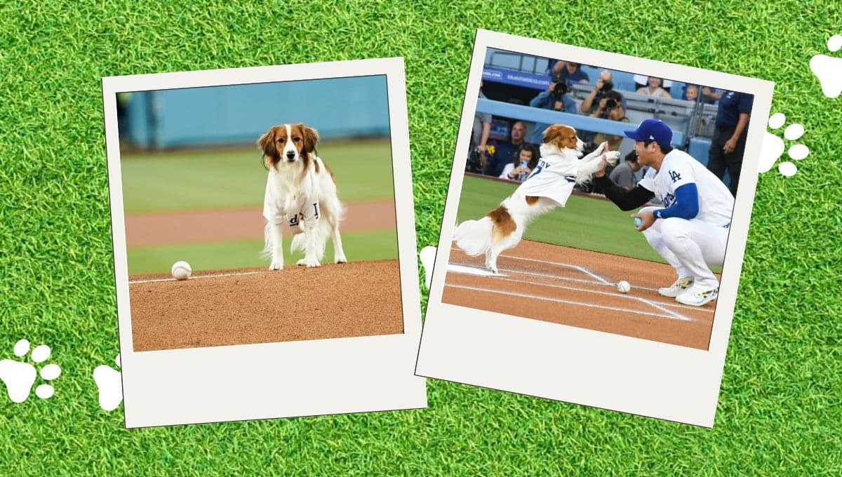 Conoce a Decoy, el perro que hizo historia por lanzar pelota en partido de béisbol