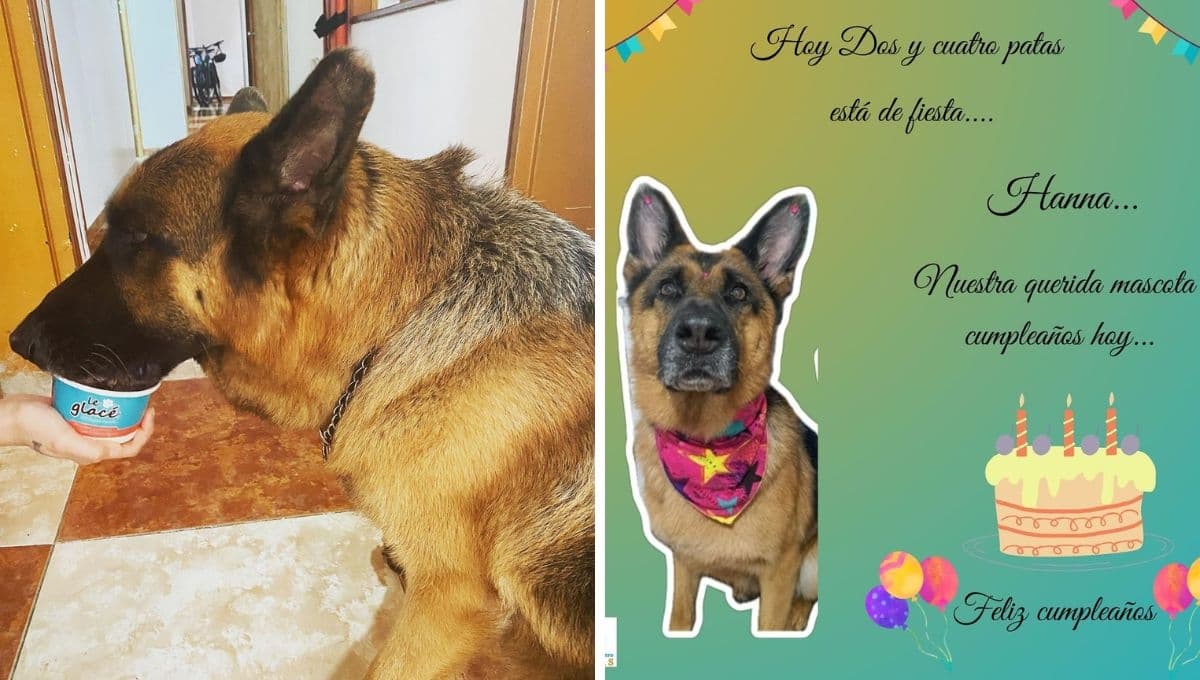 La escalofriante historia de un perrita que murió el día de su cumpleaños por envenenamiento
