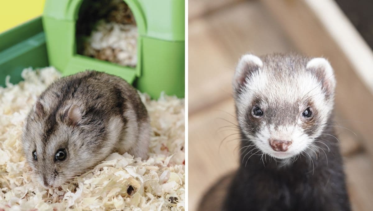 Los animales de compañía no convencionales que se deben registrar en CDMX