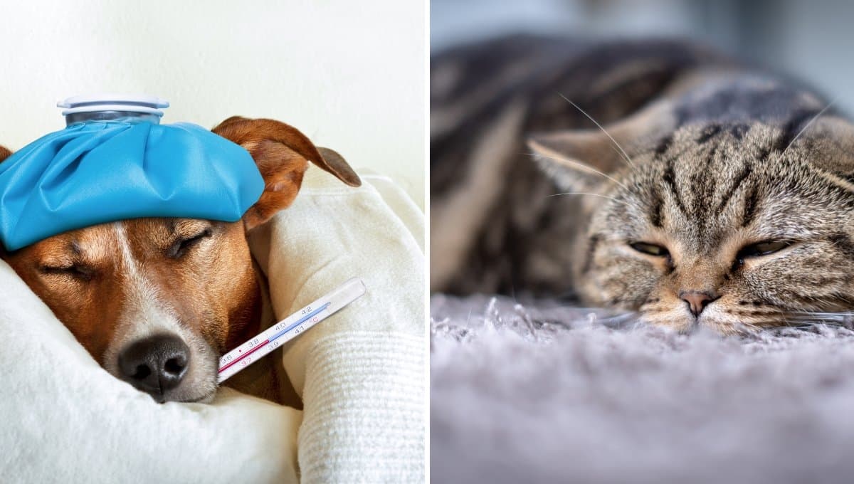 Los alimentos que ponen en riesgo la vida de tu mascota