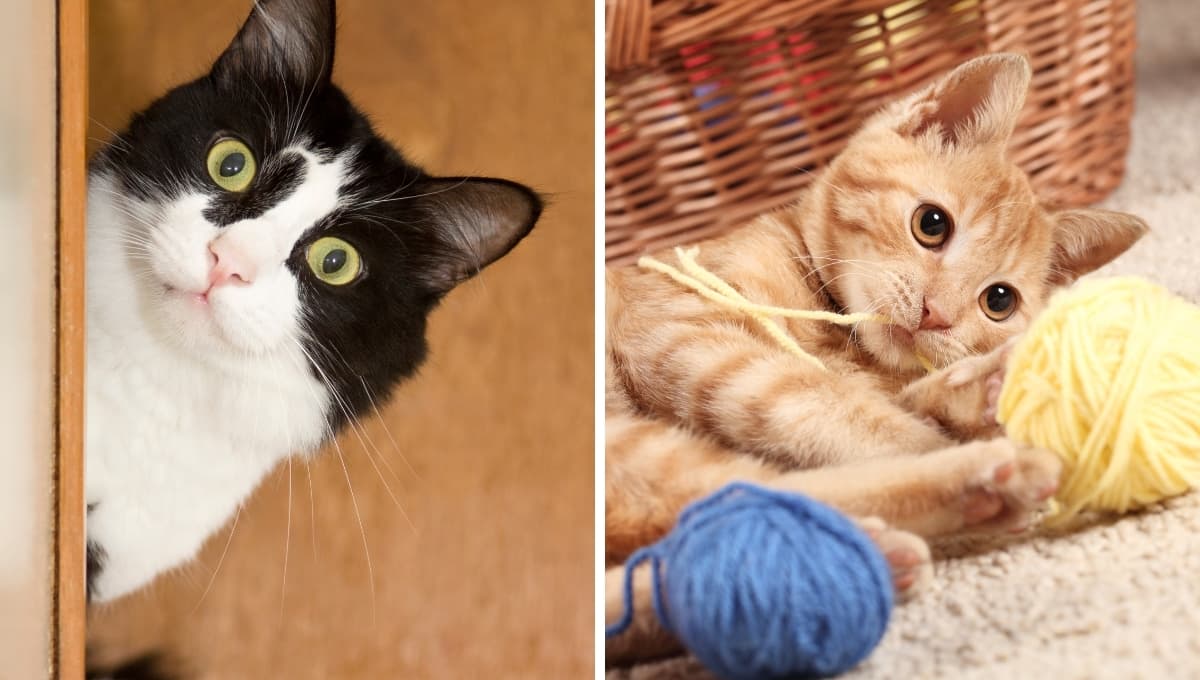 Estudio revela que a los gatos también les gusta jugar a buscar objetos