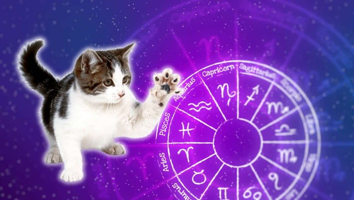 Horóscopo de tu gato: Las predicciones para tu michi hoy viernes 6 septiembre