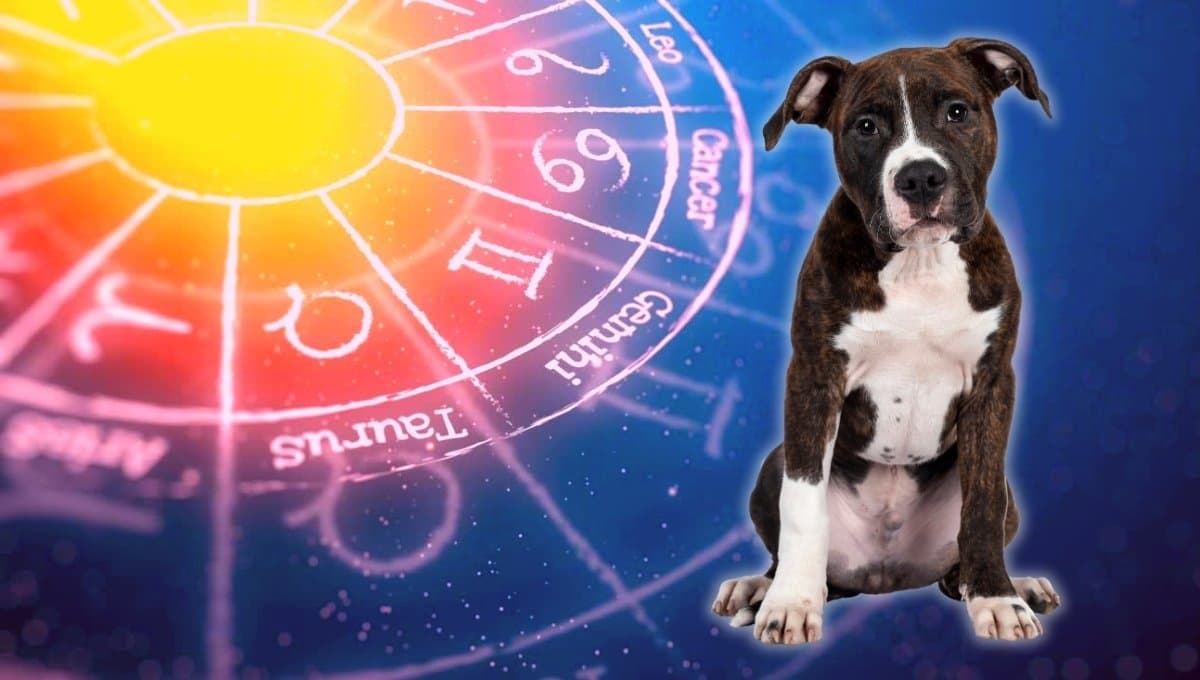 Horóscopo de tu perro: Las predicciones para tu lomito hoy viernes 6 septiembre