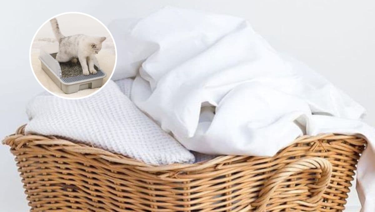 ¿Qué significa que mi gato defeque mi cama y cómo evitarlo?