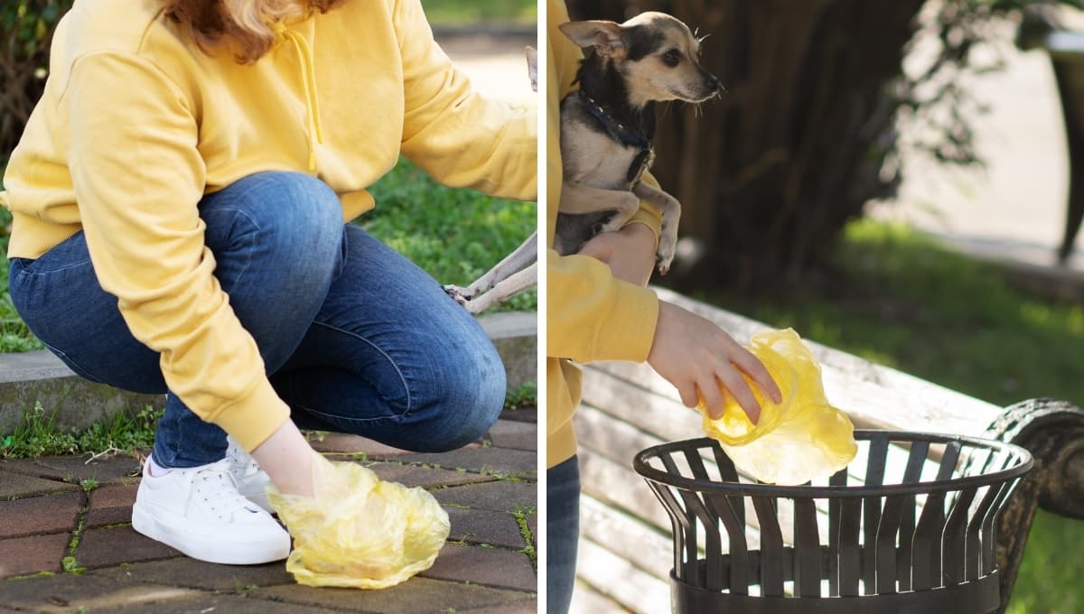 Así puedes donar las heces de tus perros en CDMX: ¿qué se hace con ellas?