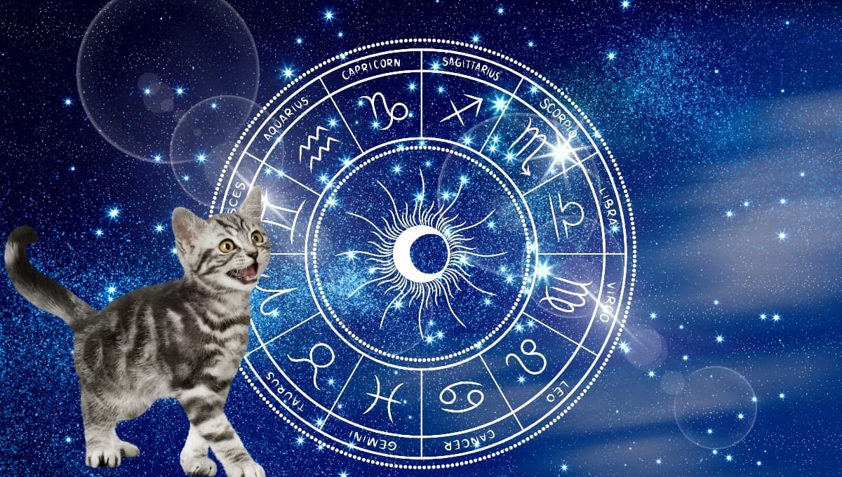 Horóscopo de tu gato: Las predicciones para tu michi hoy sábado 7 septiembre