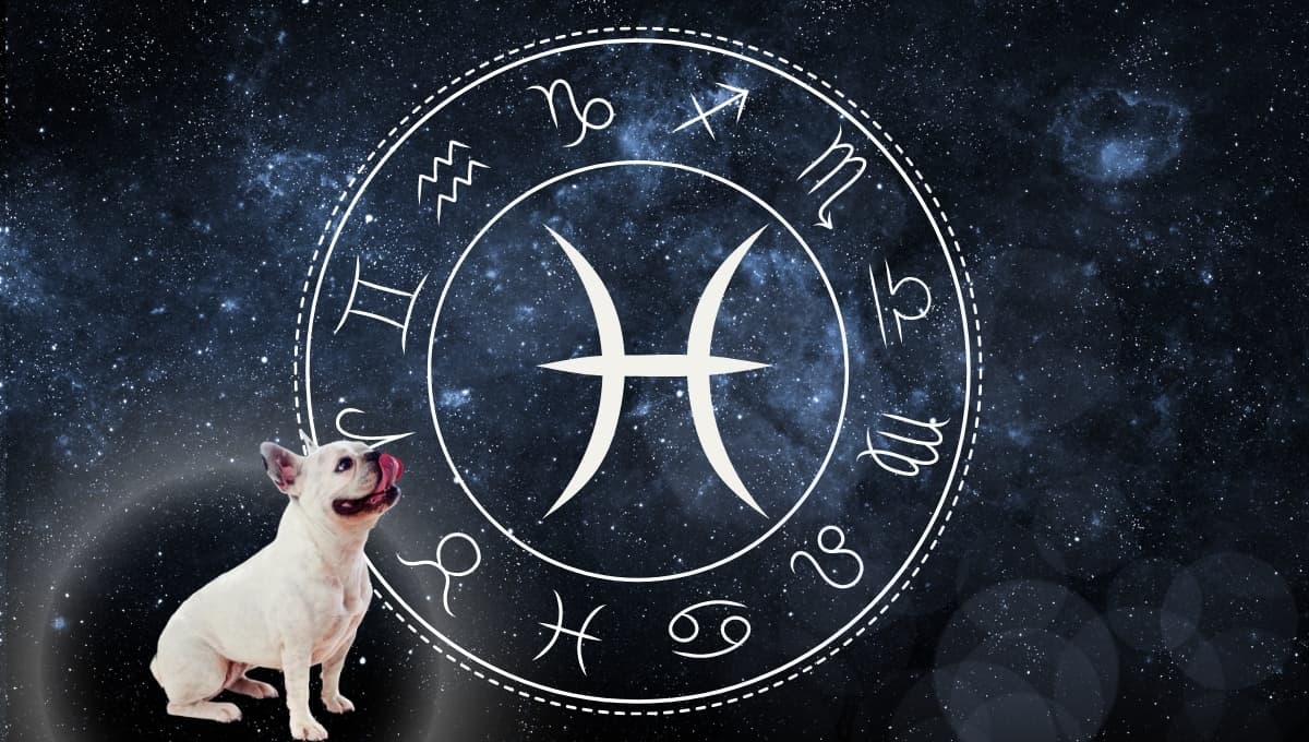 Horóscopo de tu perro: Las predicciones para tu lomito hoy sábado 7 septiembre