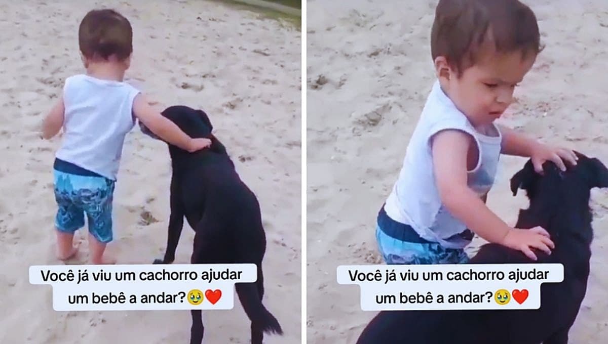 Así aprendió un niño a caminar gracias a un perro