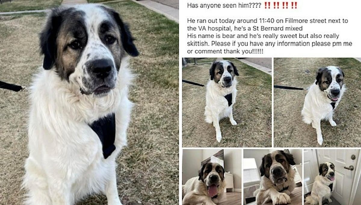 La historia de un perro que cruzó un país para reencontrarse con su dueño
