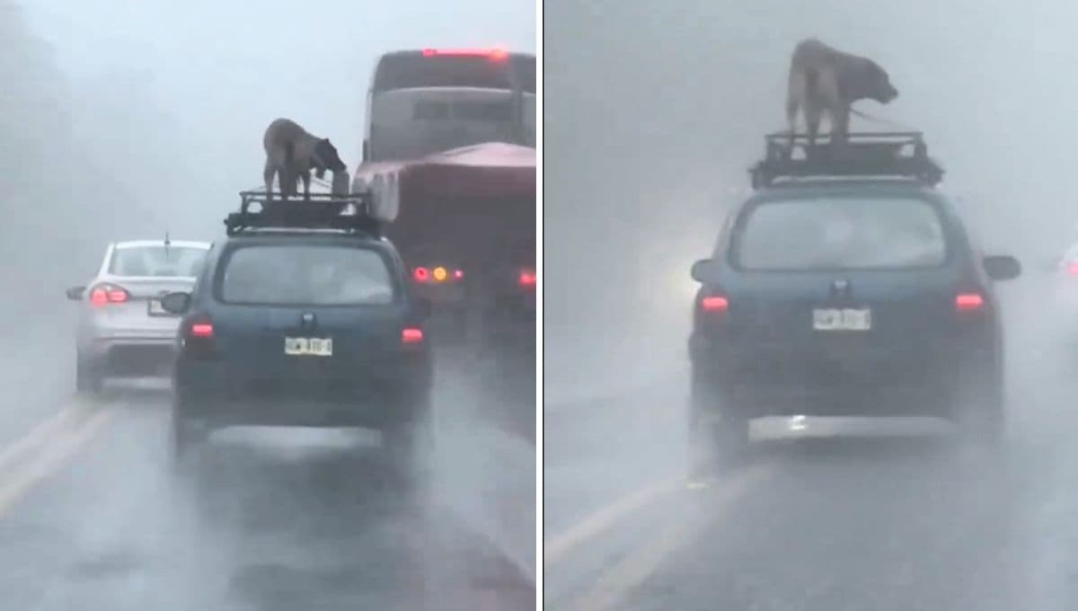 Denuncian a conductor por llevar a perro en el toldo de su auto