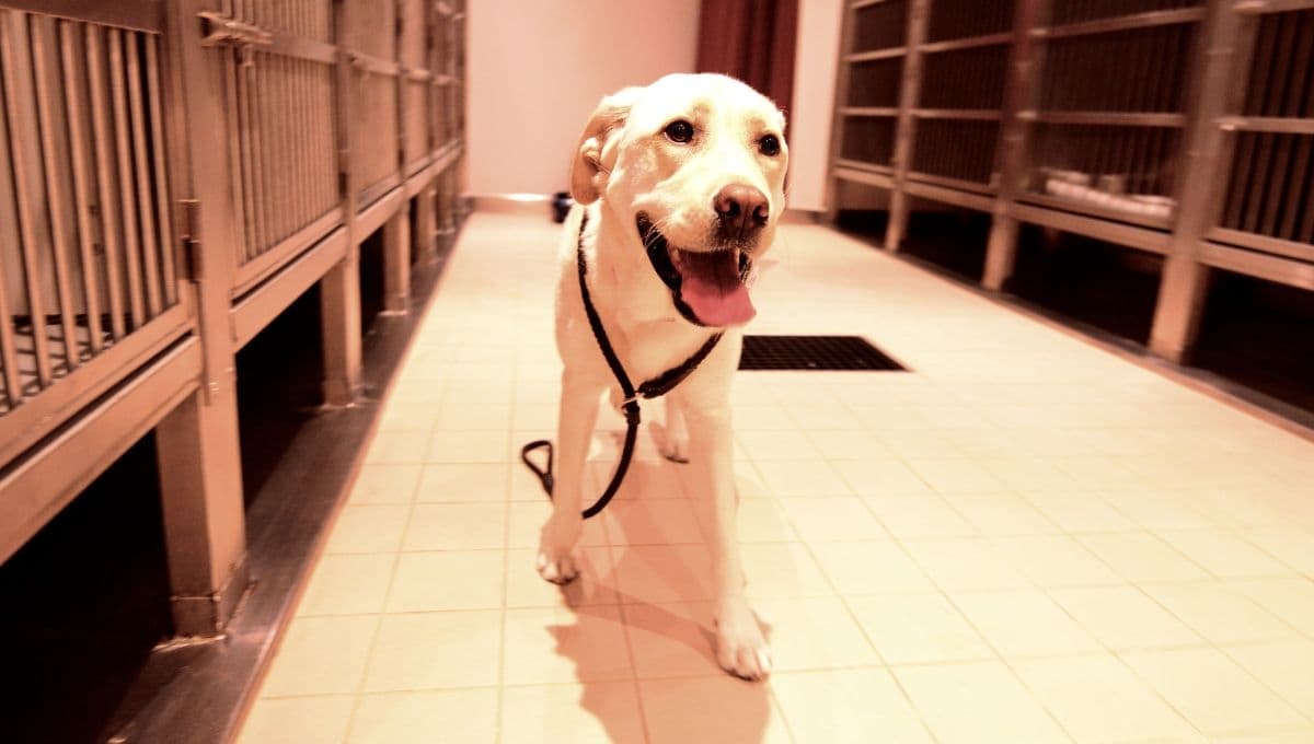 Un perro fue adoptado, pero escapa y regresa a la perrera donde estaba