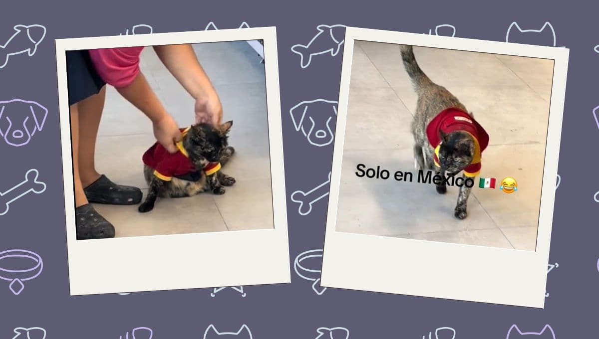 Gato trabaja en el Oxxo como cajero; se vuelve en el más famoso