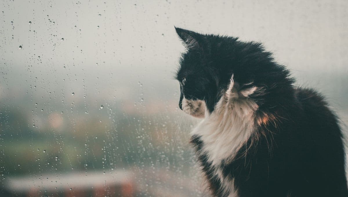 ¿Los gatos odian el agua? Esto es lo que se sabe de este mito