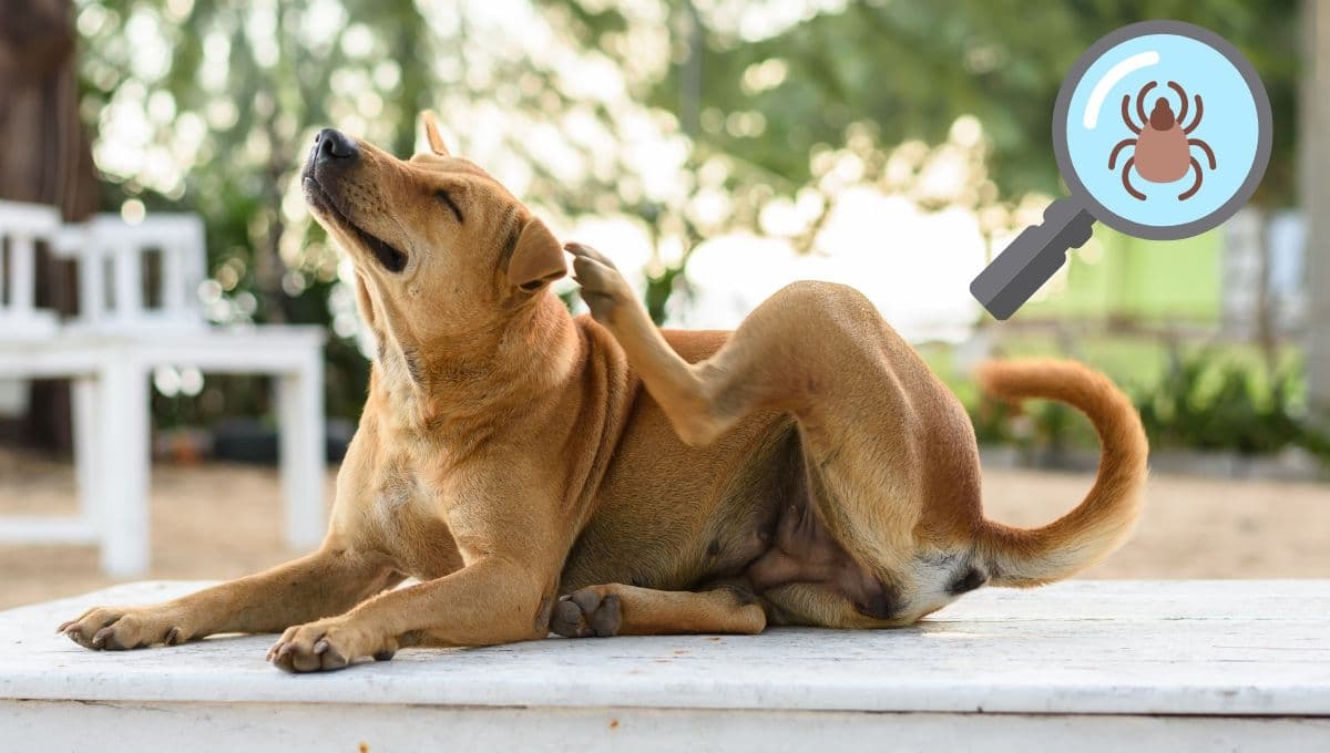 Los tipos de parásitos externos que afectan la salud de los perros