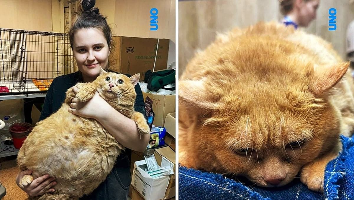 Rescatan a gato que pesa 17 kilos por comer sopa y galletas