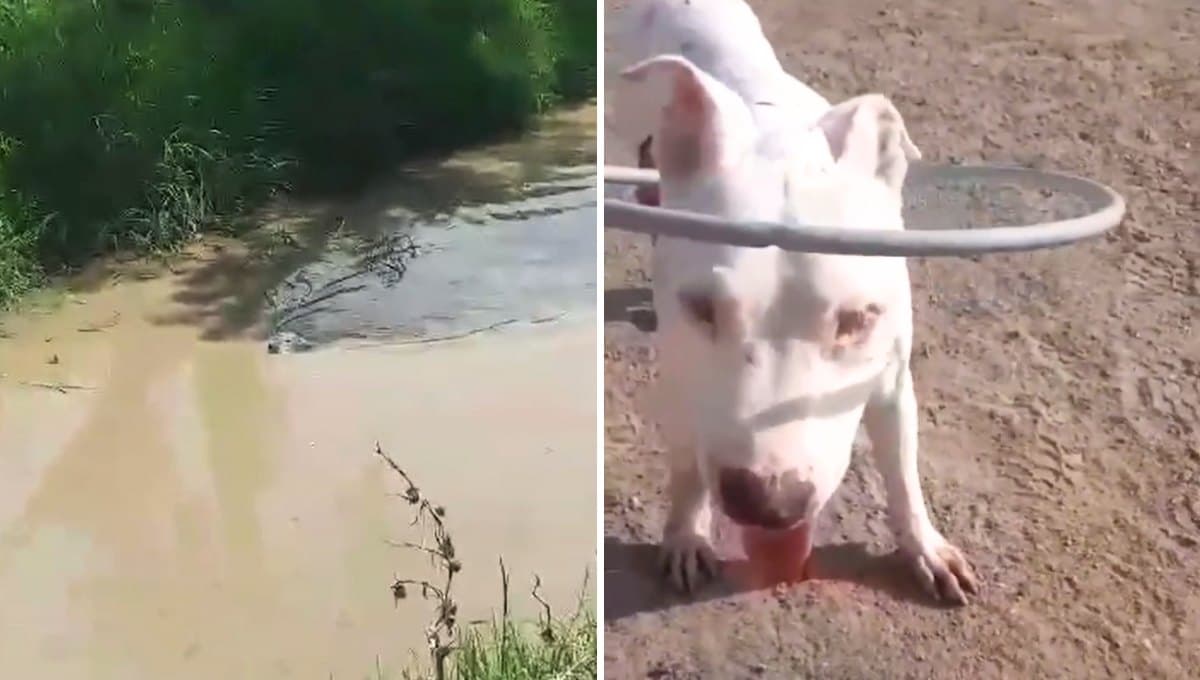 Conoce a Nemo, el perro ciego que logró sobrevivir y ahora fue adoptado
