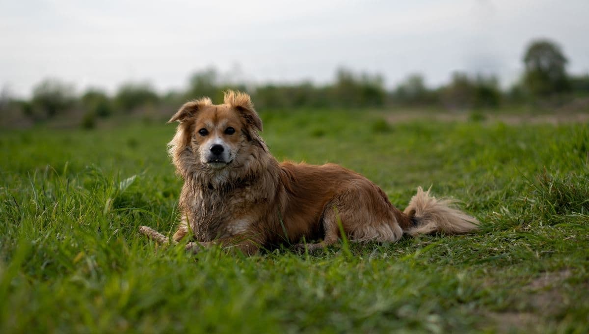 ¿Qué hacer si mi perro come tierra?
