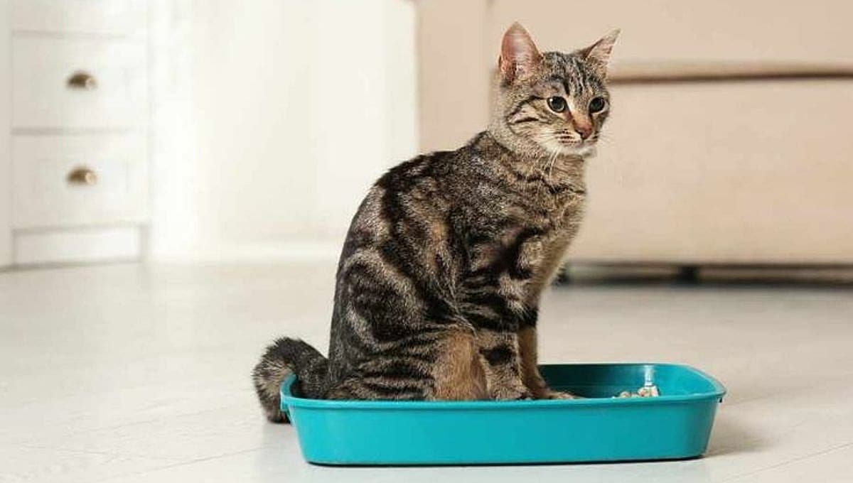 ¿Qué pasa si mi gato está estreñido? Señales