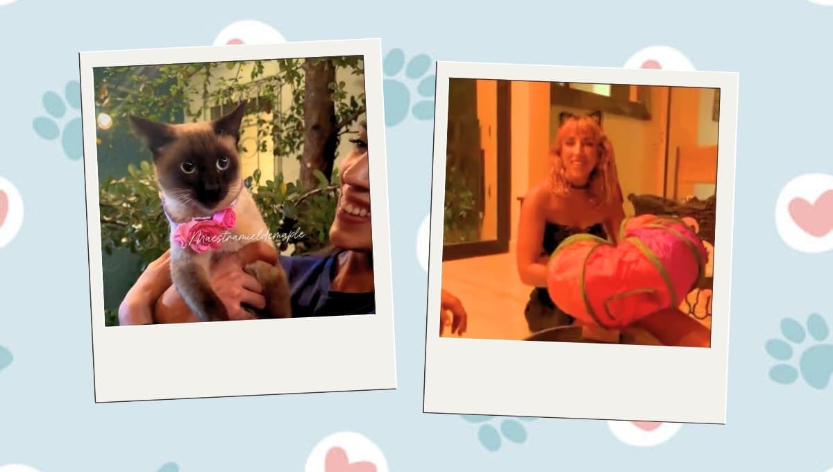 Kitty Showers: ¿Qué son y por qué son tendencia?