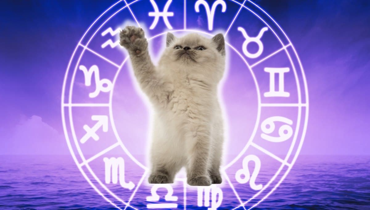 Horóscopo de tu gato: Las predicciones para tu michi hoy miércoles 11 septiembre