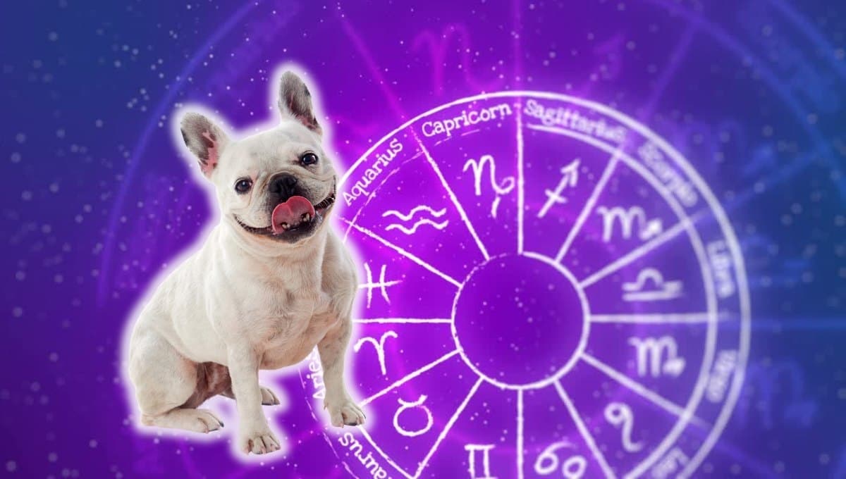 Horóscopo de tu perro: Las predicciones para tu lomito hoy miércoles 11 septiembre