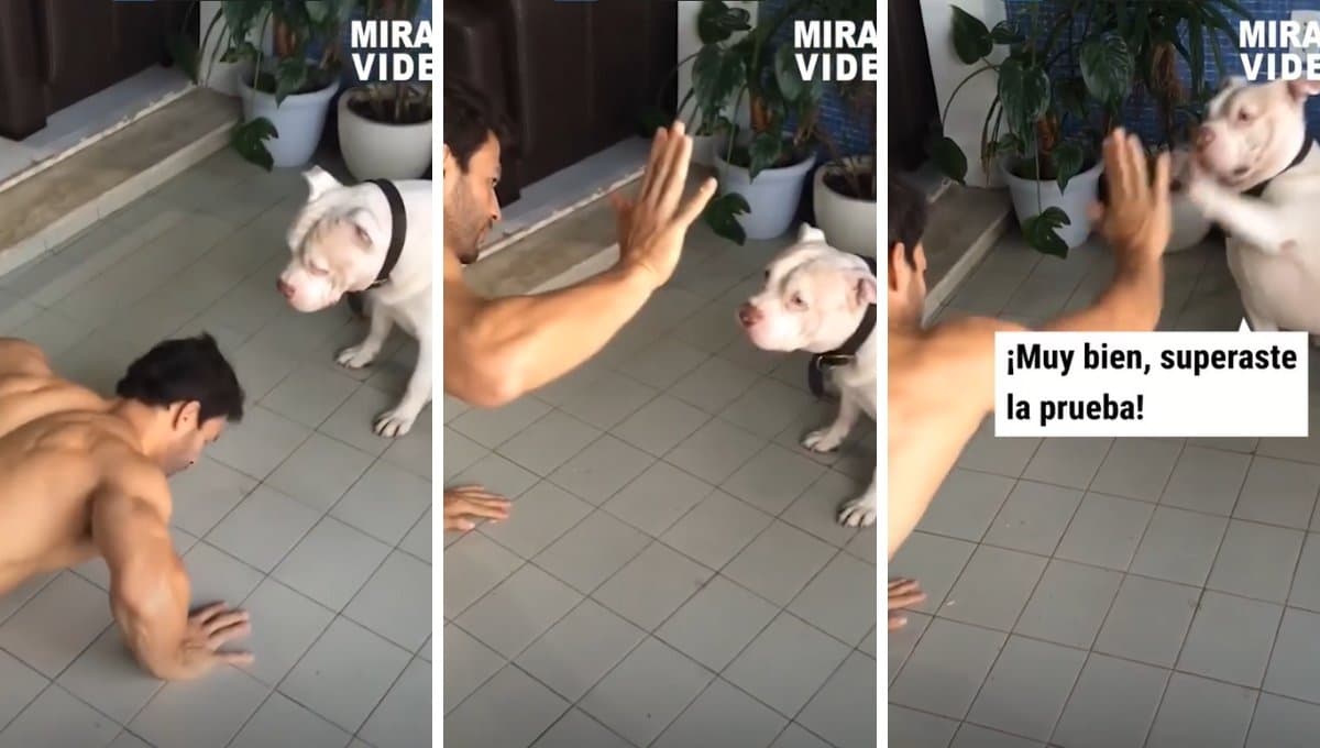 Conoce al perro fitness que ayuda a su dueño con sus rutinas de ejercicio