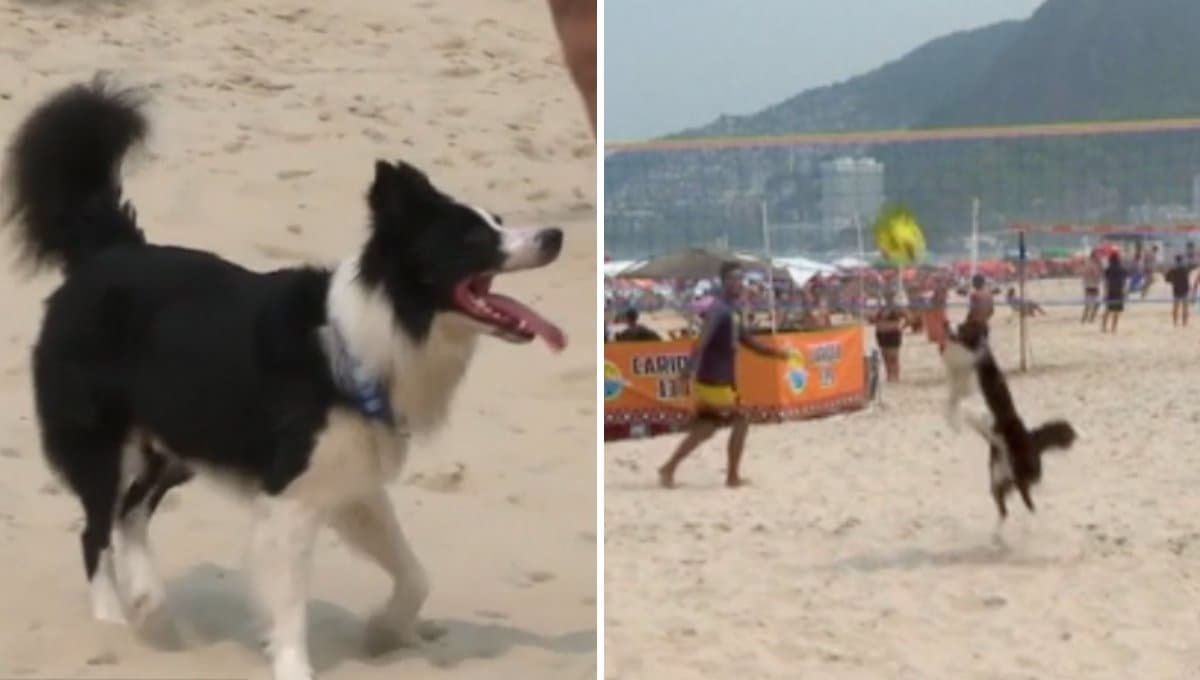 Un perro brasileño demuestra ser el mejor jugador de futbol con este video