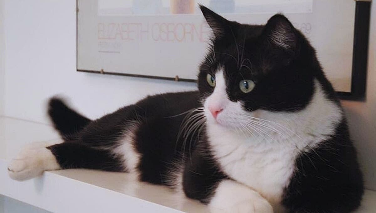 Tras creer que su gato estaba muerto y lo incineraron, lo encuentran en su casa