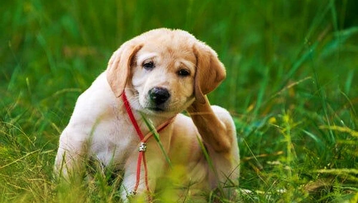 ¿Cómo detectar y eliminar los piojos que tiene mi perro?