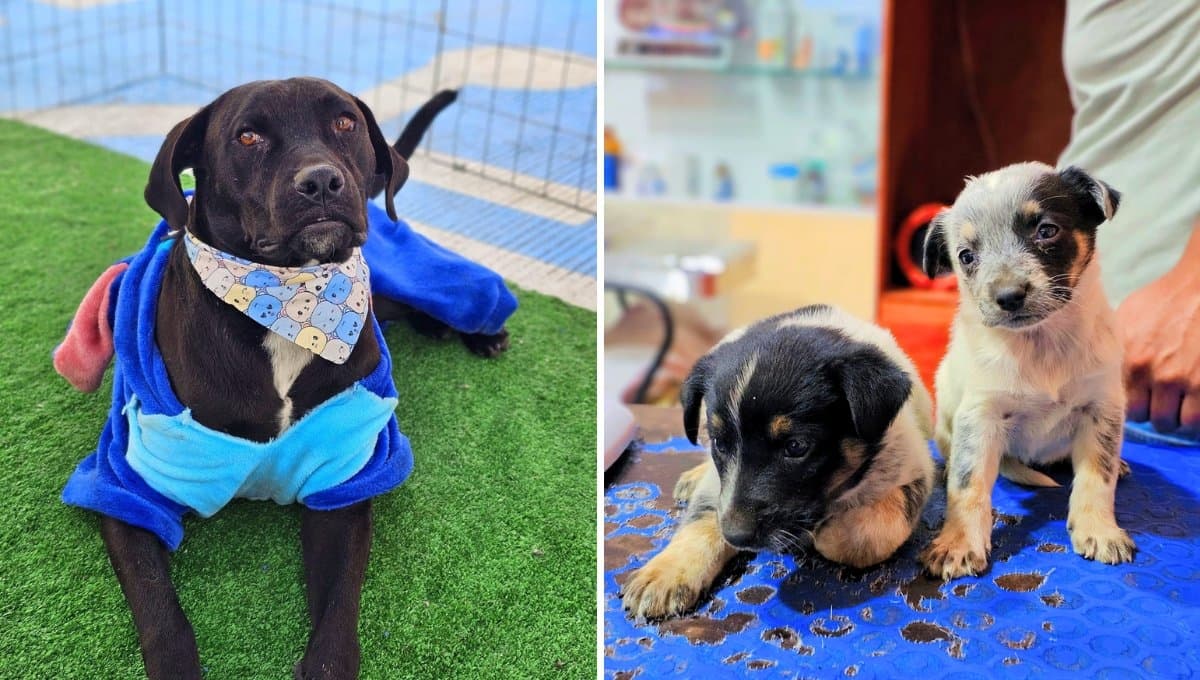 Así es como un refugio pone en adopción a perros al estilo La Casa de los Famosos
