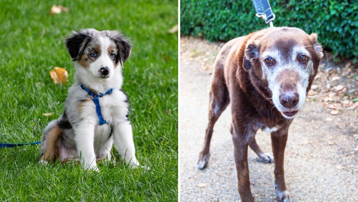 ¿Cómo calcular la edad de mi perro, según la ciencia?