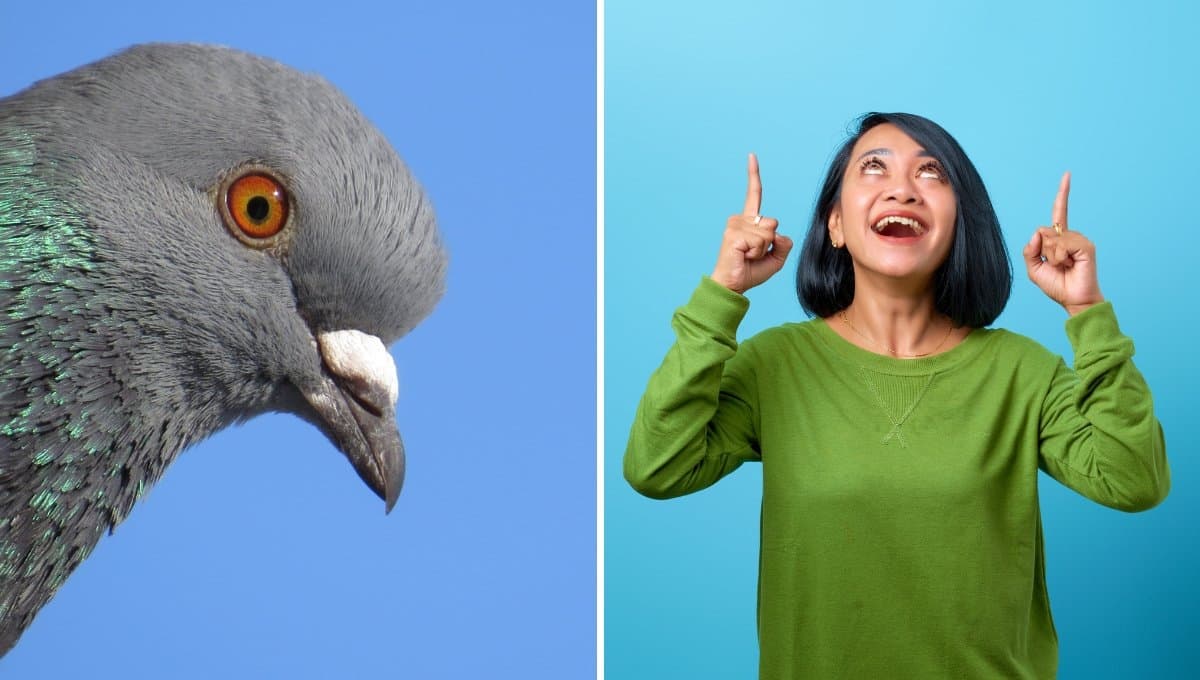 ¿Qué significa que te caiga popó de pájaro encima?