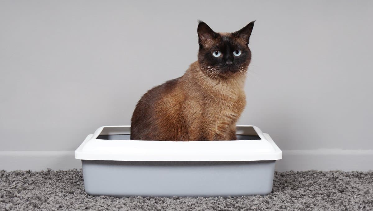 Así debes educar a un gato adulto adoptado