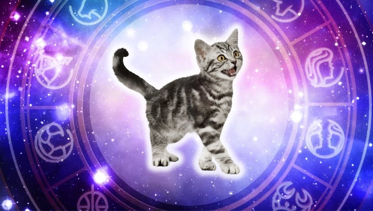 Horóscopo de tu gato: Las predicciones para tu michi hoy jueves 12 septiembre