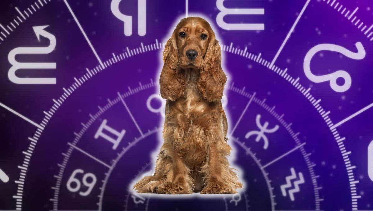 Horóscopo de tu perro: Las predicciones para tu lomito hoy jueves 12 septiembre