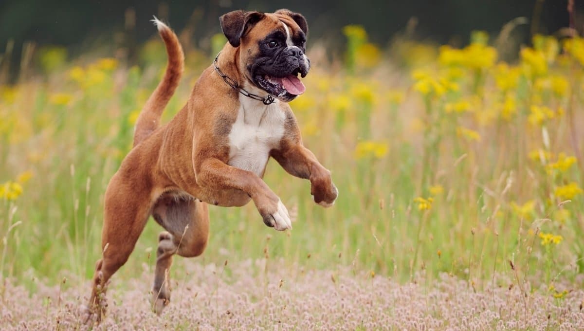 Conoce a Dino, el perro que salvó la vida de un bebé