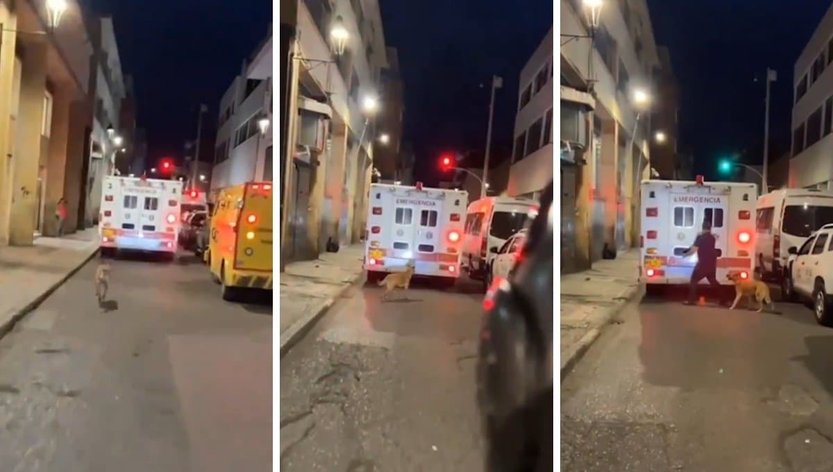 Perro conmueve al país tras perseguir a ambulancia que llevaba a su dueño