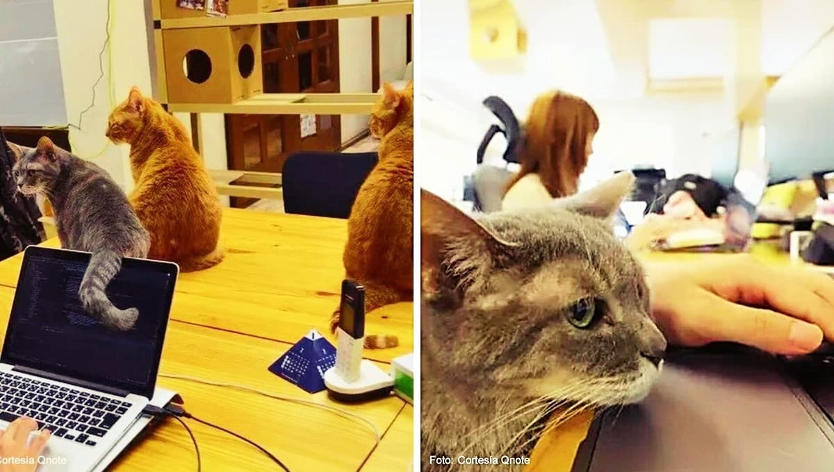 Así es como gatos japoneses trabajan en una oficina para desestresar a humanos