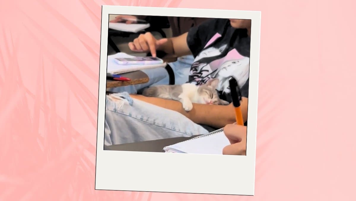 VIDEO: Estudiante sorprende al llevarse a su gato a su escuela
