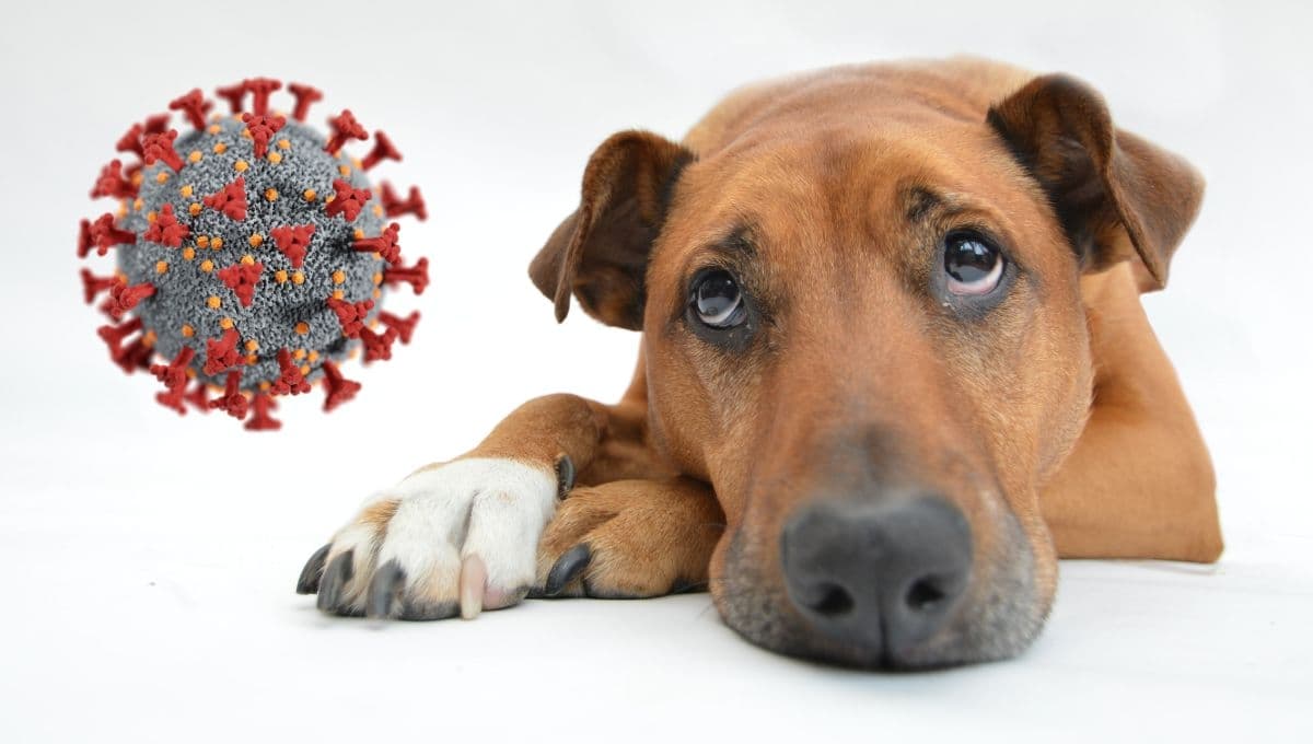 Detectan primer caso de la variante Ómicron en perros en el mundo