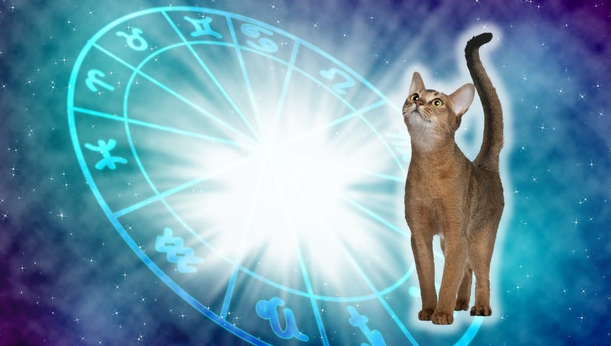 Horóscopo de tu gato: Las predicciones para tu michi hoy viernes 13 septiembre